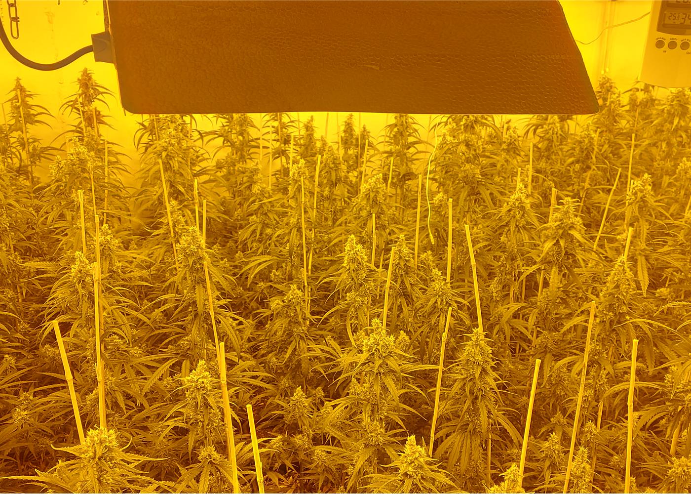 Verdachte aangehouden in onderzoek naar cannabisplantage in Merksem